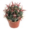 Ferocactus_latispinus